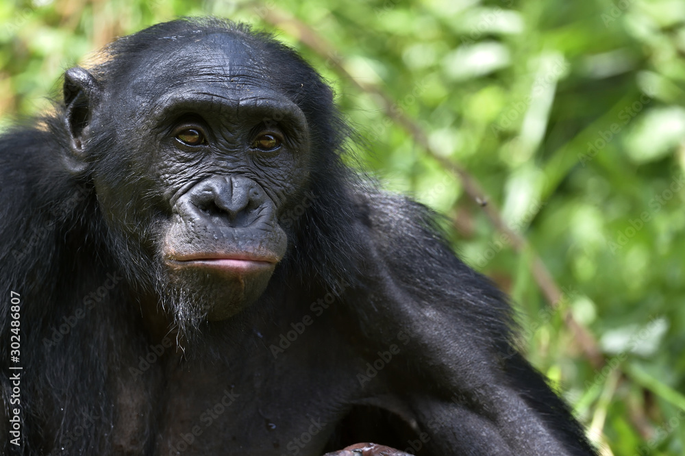 Close up Portrait of Bonobo. The Bonobo ( Pan paniscus). Democratic Republic of Congo. Africa