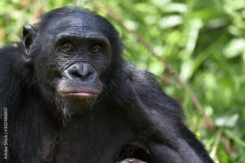 Close up Portrait of Bonobo. The Bonobo ( Pan paniscus). Democratic Republic of Congo. Africa © Uryadnikov Sergey