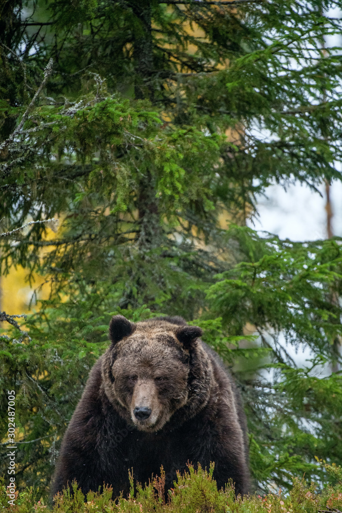 Adult male of brown bear at autumn forest. Front view. Natural habitat. Adult male of brown bear at autumn forest. Front view. Natural habitat.