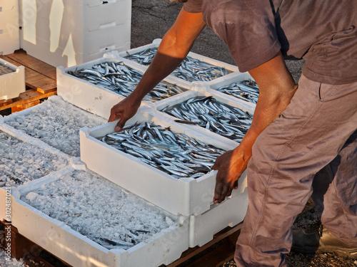 Fotografie mediterranean anchovies, fisherman making stack of crates of oily fish