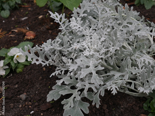 White plant in the garden