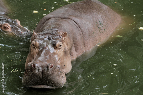 hippopotamus In the river at thailand