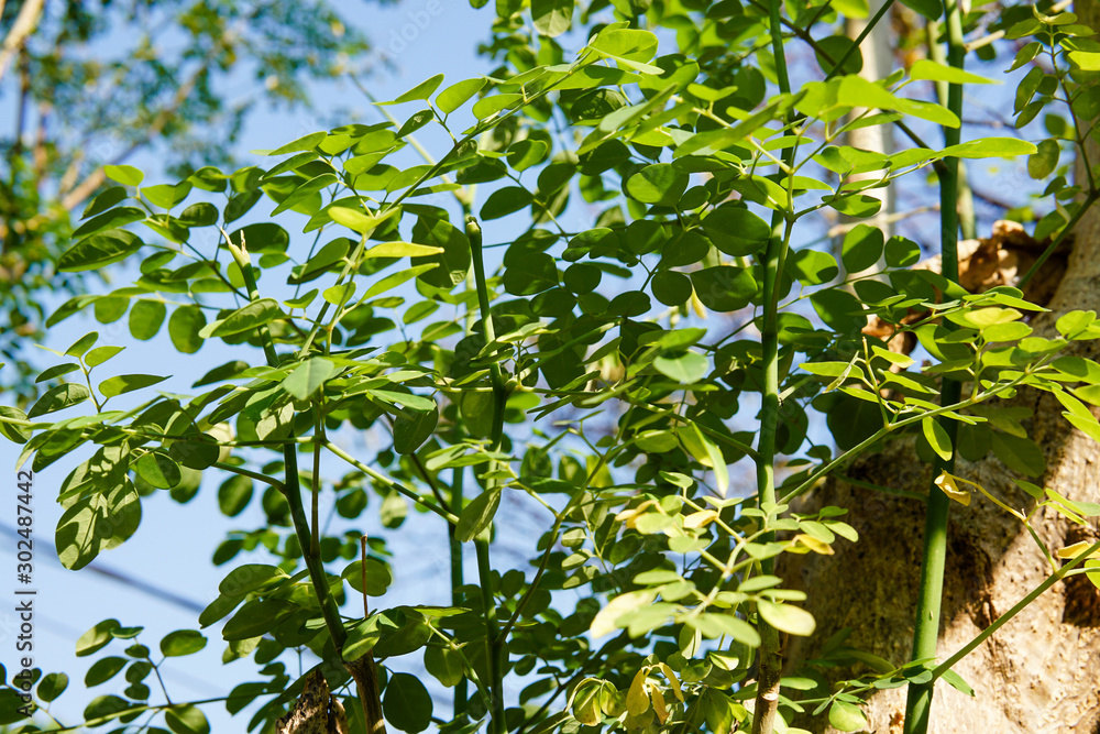 fresh green moringa on the tree against the background of blue sky fresh green moringa on the tree against the background of blue sky