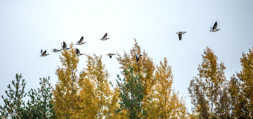 The barnacle goose (Branta leucopsis). Flock of barnacle gooses flying above on a autumn forest.
