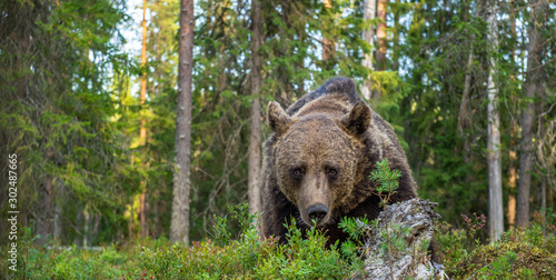 Adult male of brown bear at autumn forest. Front view. Natural habitat.