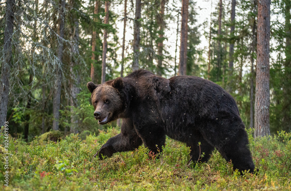 Adult male of brown bear at autumn forest. Natural habitat.  pine forest