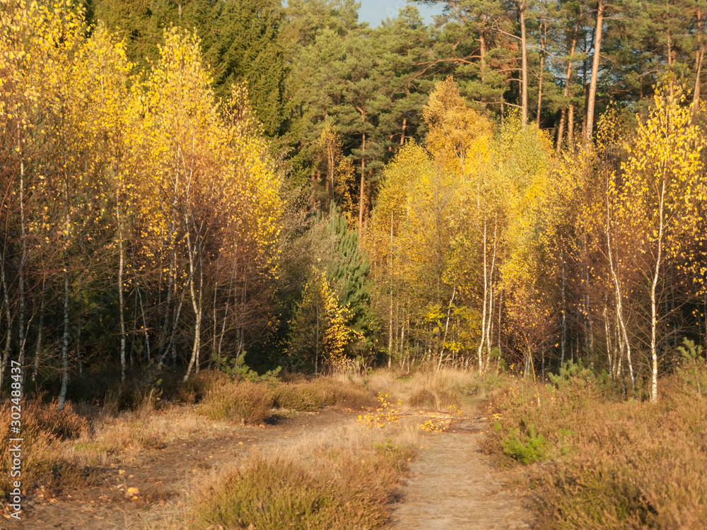 Fototapeta premium Brzozowy las jesienią.