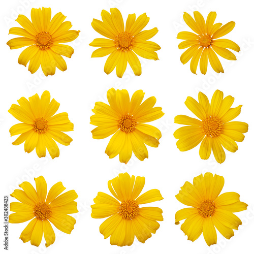 Mexican sunflower or tree marigold (Tithonia diversifolia) ornamental flowering plant native to Mexico, set of 9 large daisy-like yellow flower heads isolated on white background with clipping path. photo