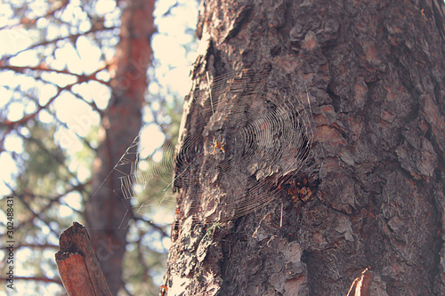 Beautiful spider web with a spider on a tree in the forest