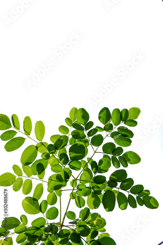 fresh green moringa with white isolated background