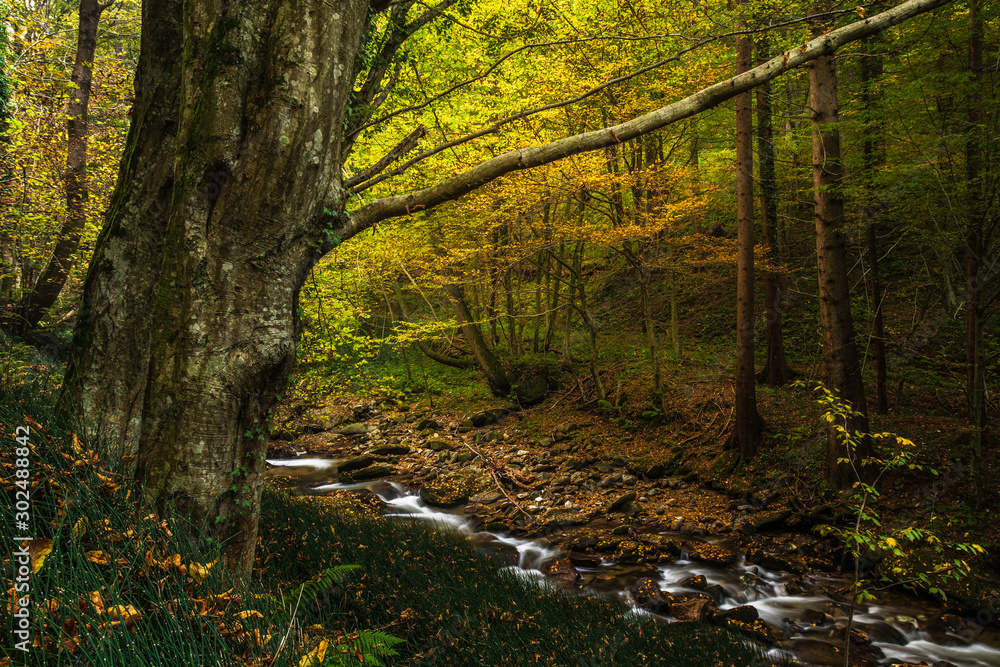 Obraz premium Baum vor Fluss