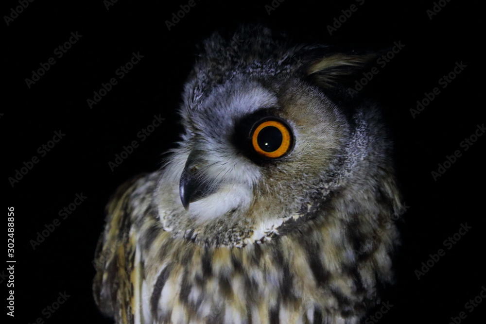 Obraz premium long eared owl
