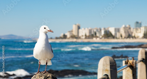 Close up of a Seagull in Sea Point Cape Town South Africa