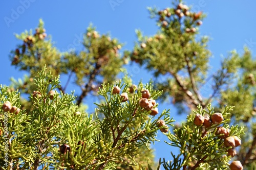 evergreen coniferous juniper with cones on blue sky background. natural texture
