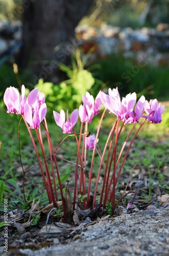 pink cyclamen flowers growing on the ground in the grass. Wild flowers.
