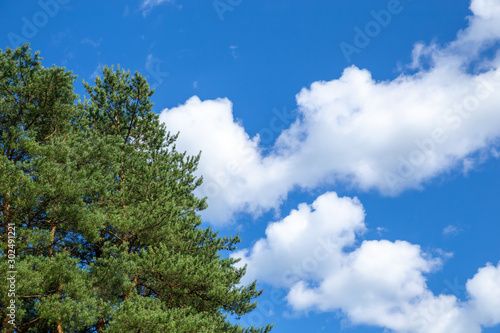 Tops of pines on a background of blue sky and clouds. Landscape with a tree. Corner location.