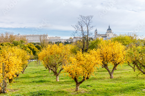 Fototapeta Naklejka Na Ścianę i Meble -  Royal Palace and Almudena Cathedral with trees with autumn color in Madrid