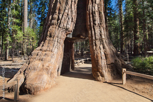 California Tunnel Tree in Mariposa Grove, Yosemite National Park, California, USA. photo