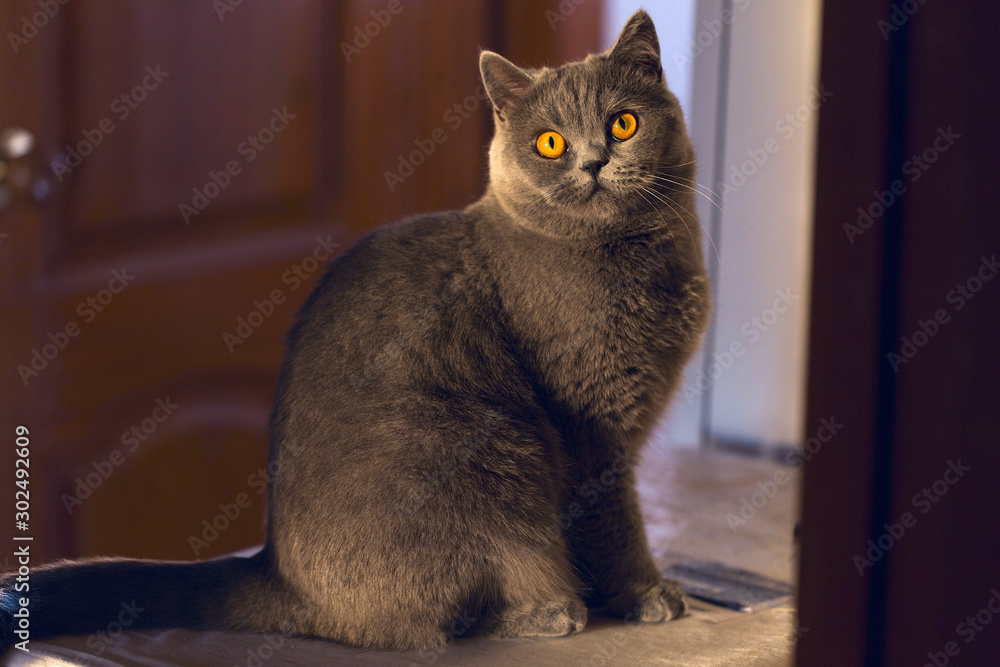A cute domestic cat sits and looks at the camera, a beautiful kitty with yellow eyes and gray fur A cute domestic cat sits and looks at the camera, a beautiful kitty with yellow eyes and gray fur