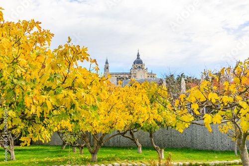 Almudena Cathedral with trees with autumn color in Madrid