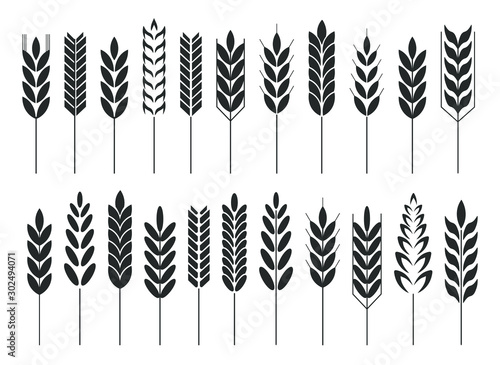 Tablou canvas Cereal grain spikes icon shape set