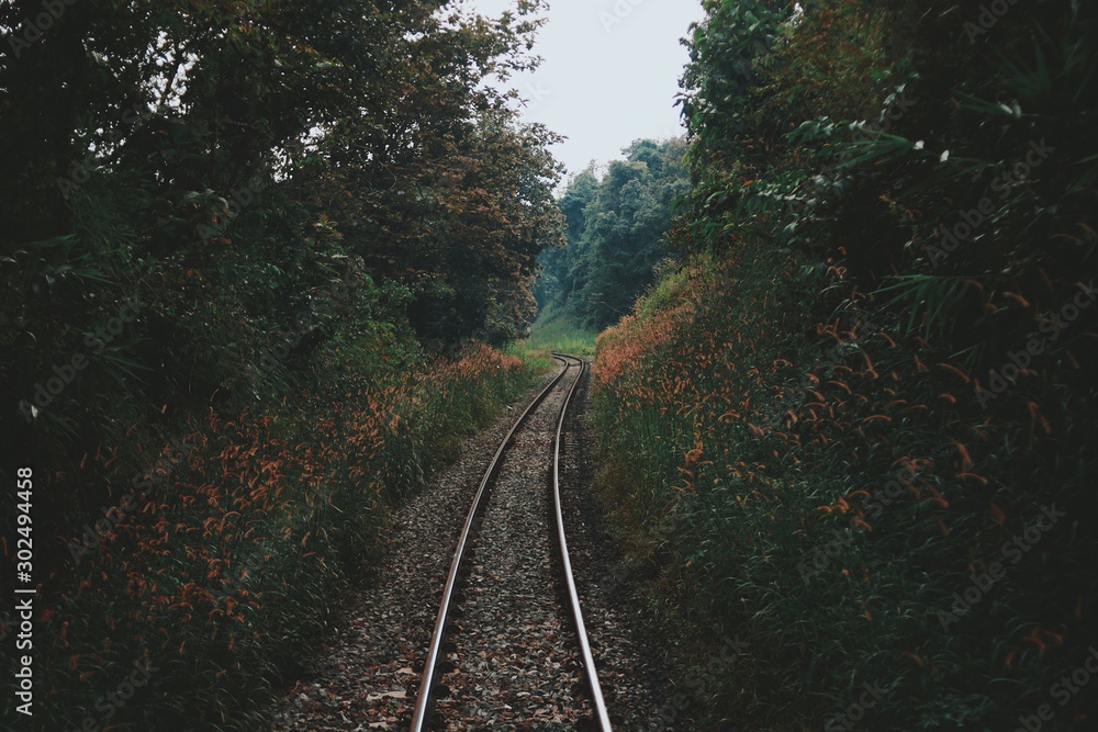 Obraz premium railway in the forest