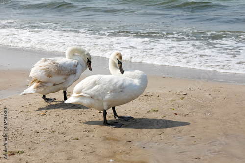 Two swans on a sandy beach