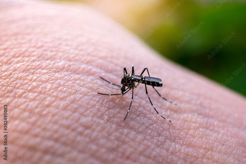 Aedes aegypti Mosquitoe bite and feeding blood on wrinkle skin.Aedes mosquitoes bring dengue disease.Mosquitoe sucking blood.photo by select focus. Aedes aegypti Mosquitoe bite and feeding blood on wrinkle skin.Aedes mosquitoes bring dengue disease.Mosquitoe sucking blood.photo by select focus.