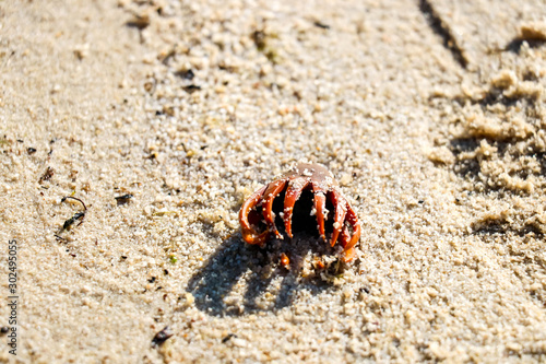 Flower in sand on the Boreen point beach  Australia