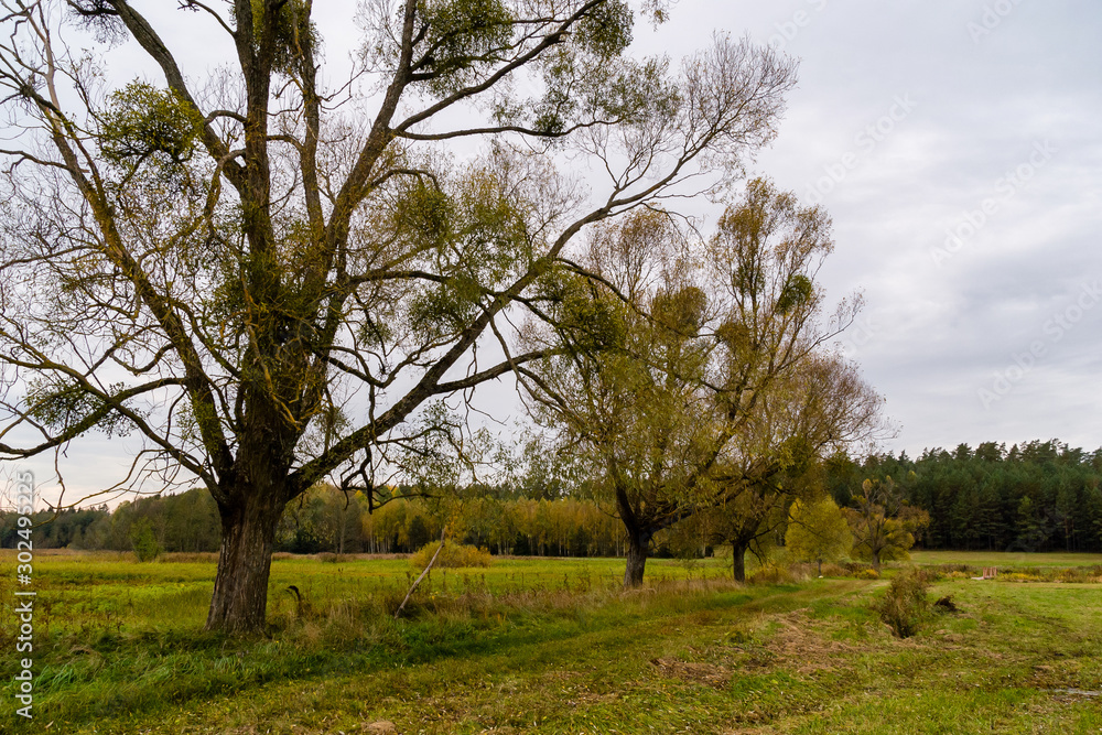 Puszcza Knyszyńska, Polska złota jesień, Podlasie, Polska Puszcza Knyszyńska, Polska złota jesień, Podlasie, Polska