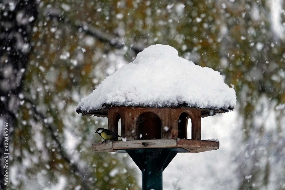songbirds on a birdhouse in winter with snow falling songbirds on a birdhouse in winter with snow falling