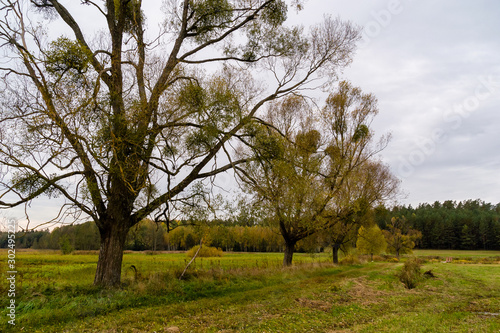 Puszcza Knyszyńska, Polska złota jesień, Podlasie, Polska