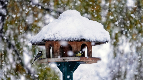 songbirds on a birdhouse in winter with snow falling