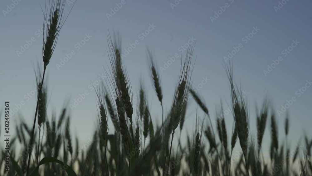 wheat field soon to harvest in the afternoon of Argentina. A cereal plant that is the most important kind grown in temperate countries, the grain of which is ground to make flour for bread, wheat field soon to harvest in the afternoon of Argentina. A cereal plant that is the most important kind grown in temperate countries, the grain of which is ground to make flour for bread,