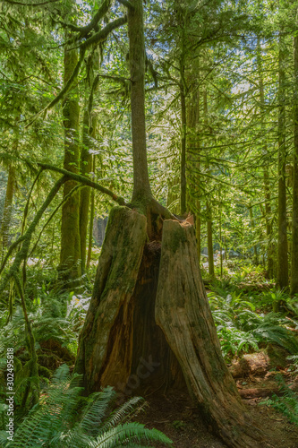 tree in the forest growing out of stump