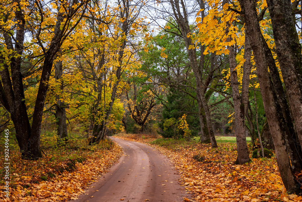 Fototapeta premium Puszcza Knyszyńska, Polska złota jesień, Podlasie, Polska