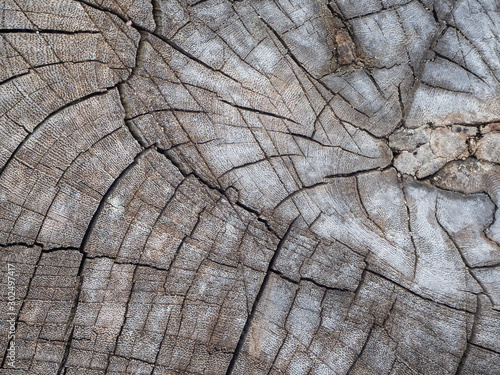 Dry cut texture wood in asia