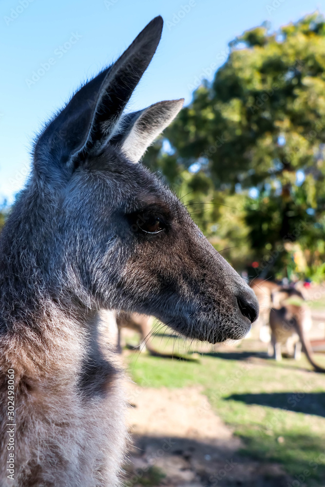 Fototapeta premium Side profile of a kangaroo at a kangaroo sanctuary in eastern Australia