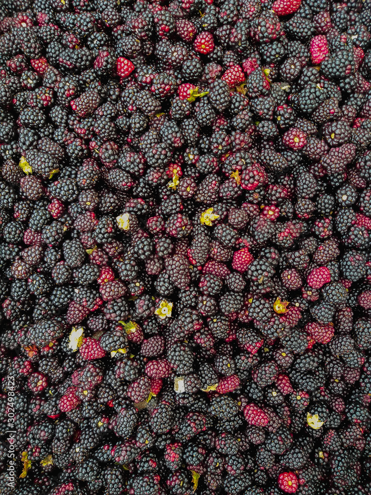 high mountain wild red berries high mountain wild red berries