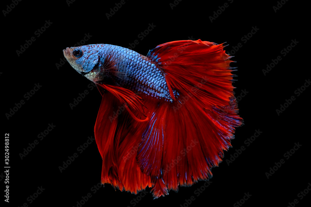Colorful with main color of blue and red fish, Siamese fighting fish was isolated on black background. Fish also action of head in different direction during swim. Stock Photo