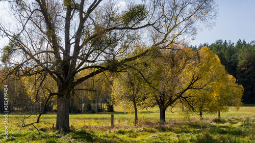 Puszcza Knyszyńska, Polska złota jesień, Podlasie, Polska