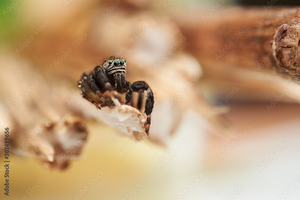 Obraz premium Evarcha arcuata is a species of jumping spiders with a palearctic distribution.