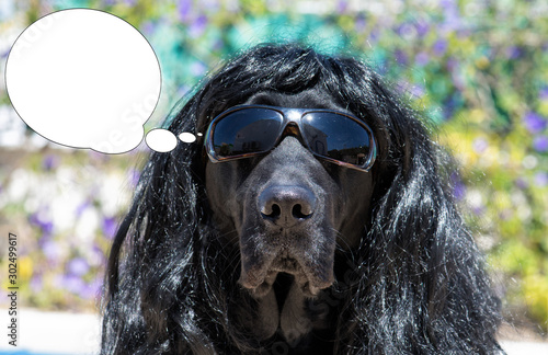 Funny picture with bubble idea dog labrador with sunglasses and long hair.