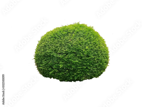 ball on green grass isolated on white. Spherical bushes isolated on a white background.