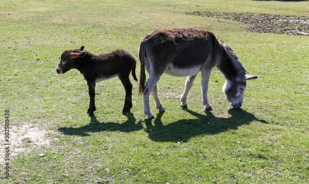 Mother donkey and baby newborn foal at the New Forest in Hampshire in England, UK Mother donkey and baby newborn foal at the New Forest in Hampshire in England, UK