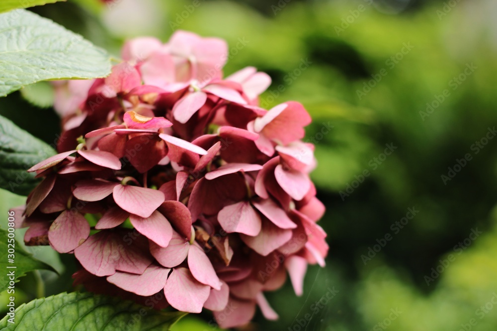 Fototapeta premium flower in the garden