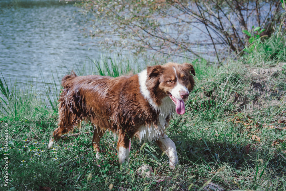 chocolate brown australian shepherd