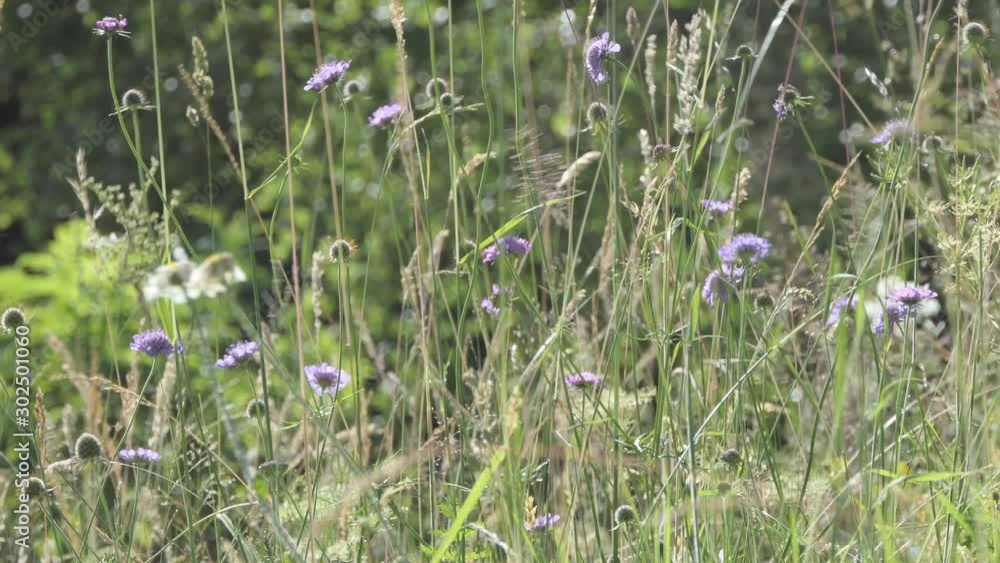 Grass stems moved by the wind in a summer sunny day Grass stems moved by the wind in a summer sunny day