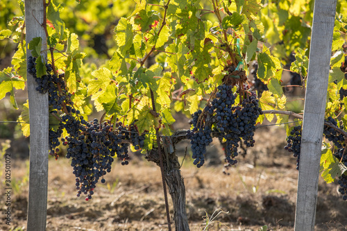 Red wine grapes ready to harvest and wine production. Medoc, France