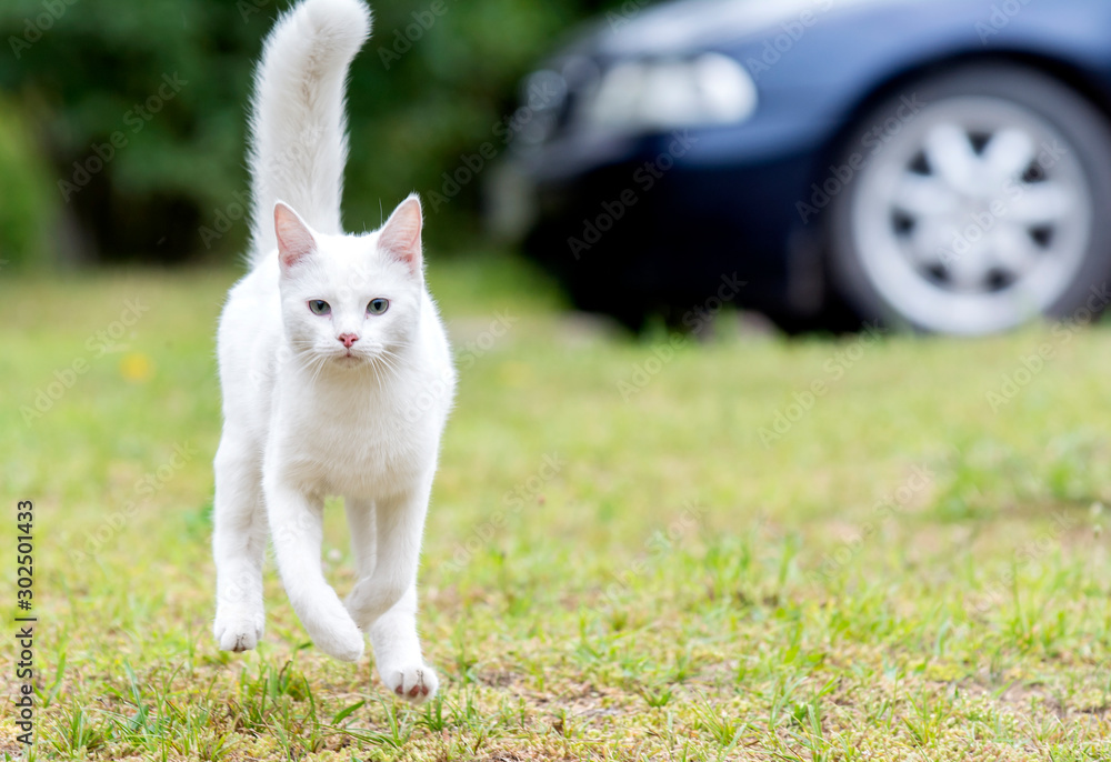 white cat white cat